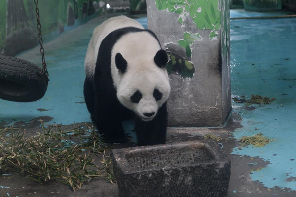 鄭州動(dòng)物園熊貓“龍昇”將被收回3