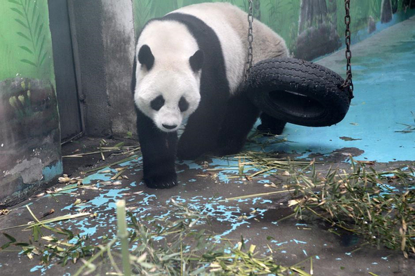 鄭州動(dòng)物園熊貓“龍昇”將被收回2