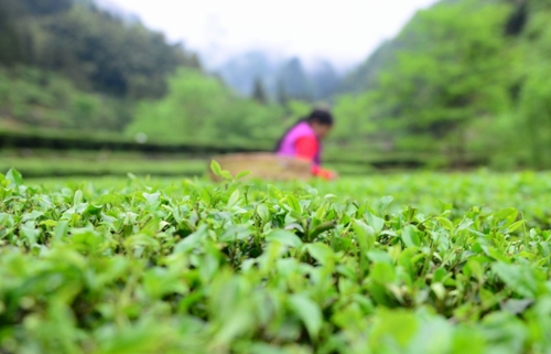 　　4月27日，柳溪村的村民在村內的茶園采茶。