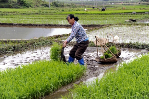 5月5日，廣西羅城縣四把鎮(zhèn)新印村村民在起秧苗，準(zhǔn)備插田。