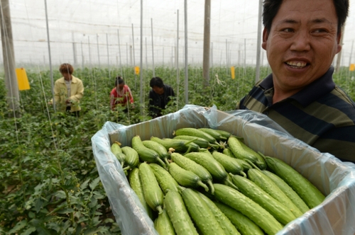 5月13日，在河北花香畦生態農業科技有限公司有機蔬菜農場雙膜溫室大棚內，工作人員在采摘有機黃瓜。