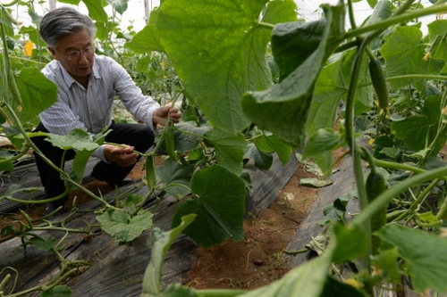 5月13日，在河北花香畦生態農業科技有限公司有機蔬菜農場雙膜溫室大棚內，河北省農協有機專業委員會專家在檢查有機黃瓜長勢。