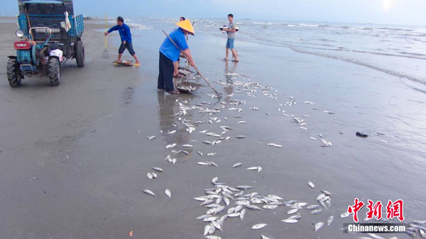 大量死魚涌上廣西白浪灘-魚身破損疑遭電炸3