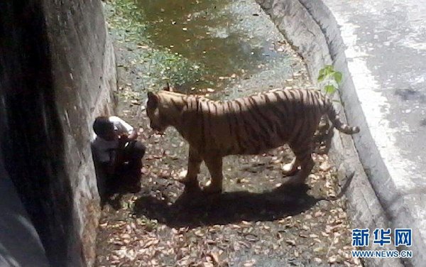 一名游客手機拍攝的照片顯示，9月23日，在印度新德里動物園，跳入老虎場地的男學(xué)生在角落里向老虎做出求饒的手勢。當(dāng)日，在印度新德里的動物園，一名男學(xué)生越過柵欄跳入老虎的場地后被老虎咬死。 新華社發(fā)