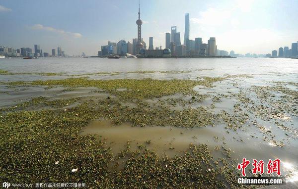 2014年11月19日，上海黃浦江退潮，外灘景觀水域近蘇州河段被大量水葫蘆幾乎占據，有的甚至沖進了防汛墻邊的攔截網。