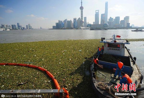 2014年11月19日，上海黃浦江退潮，外灘景觀(guān)水域近蘇州河段被大量水葫蘆幾乎占據(jù)2