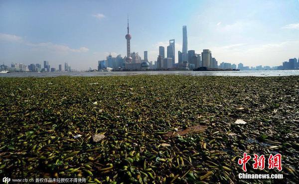 2014年11月19日，上海黃浦江退潮，外灘景觀水域近蘇州河段被大量水葫蘆幾乎占據