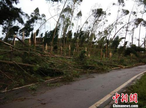 　廣安市武勝縣三溪、飛龍等鄉(xiāng)鎮(zhèn)境內(nèi)遭受狂風(fēng)雷電冰雹災(zāi)害大樹被吹斷。（王爵攝）