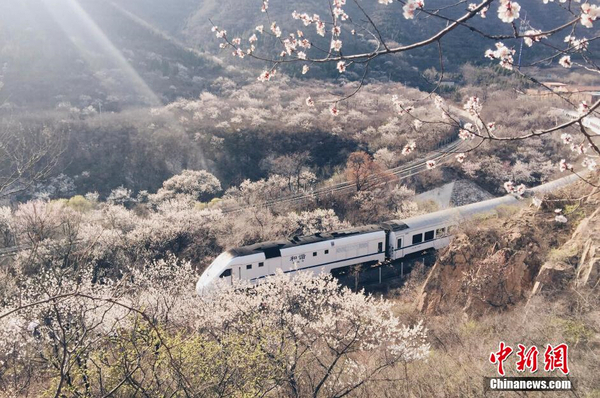 和諧號列車穿越居庸關花海 被贊開往春天的列車2