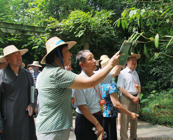 在廣西藥用植物園，考察組成員見到了被稱為“植物界大熊貓”的金花茶