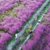 上海郊區“粉紅田野”美哭網友