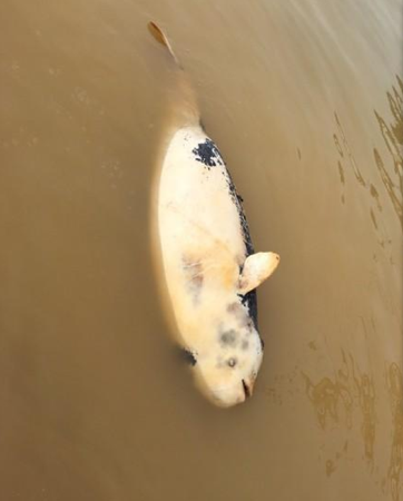 鄱陽湖都昌水域又現死亡江豚 初判為自然死亡