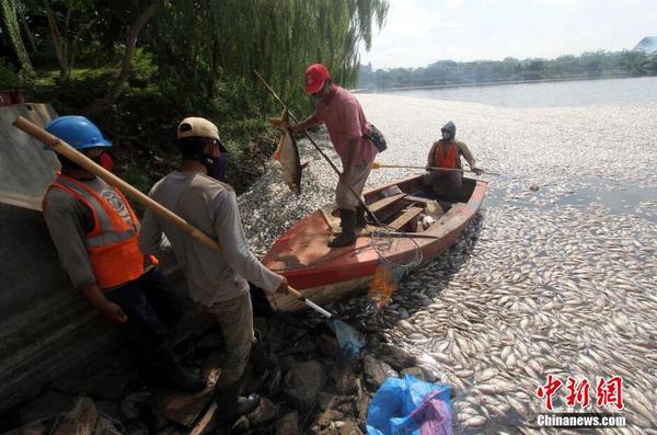 印尼一湖內現數千死魚 或為水溫變化所致5