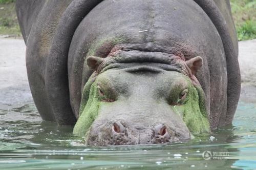 河馬主動求飼養員剔牙