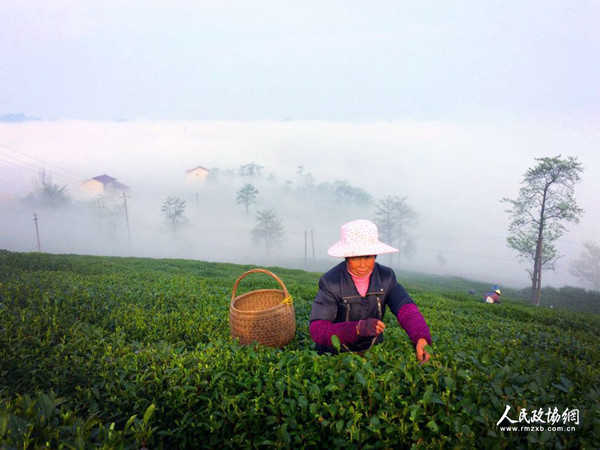 茶園里，茶農正在采茶 呂躍兵 攝