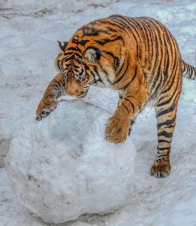 英國動(dòng)物園老虎玩大雪球畫面被拍。