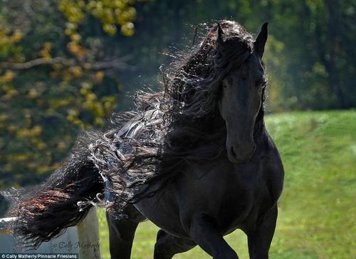 這匹馬屬于位于美國歐扎克山脈的Pinnacle Friesians，在社交媒體臉書主頁上它已經(jīng)擁有了超過12500位粉絲。