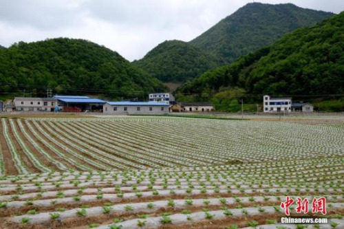 資料圖。劉洪進 攝