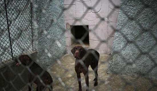 朝鮮平壤動物園里啥模樣？“狗屋”是最熱門景點