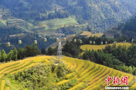 “十一”黃金周期間，層層疊疊的龍脊梯田猶如“大地鋪金”，美不勝收。　潘志祥 攝