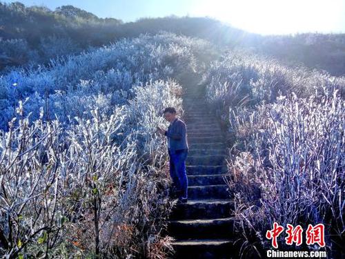 新一輪降溫致廣東金子山再現冰雪美景。　連清 攝