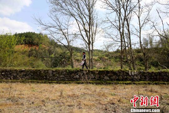 客家人在遷徙至范塅后在當地結草為廬，開荒種地，繁衍生息。在狹長的河谷地帶墾荒種地，沿山腳造田。　黃一魏 攝