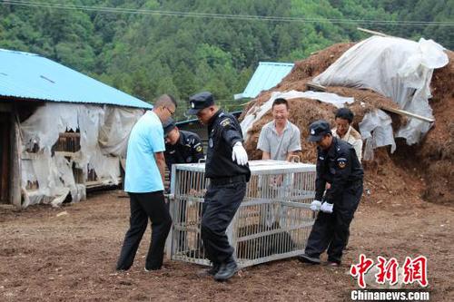 圖為民警解救黑熊。　鐘欣 攝