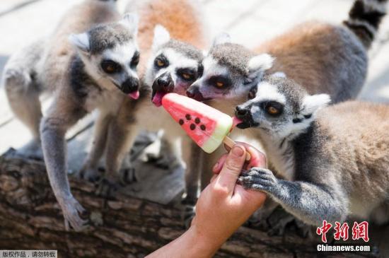 近日，匈牙利珍珠市，當地氣溫飆升，珍珠市動物園的小動物們吃冰戲水消暑。