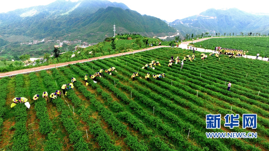 安溪鐵觀音的春茶采摘場面。