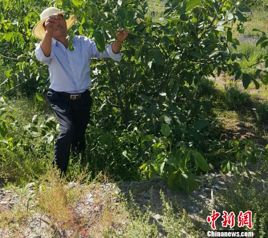 甘肅張掖戈壁“造綠人”：挖石換土植綠荒灘（圖）