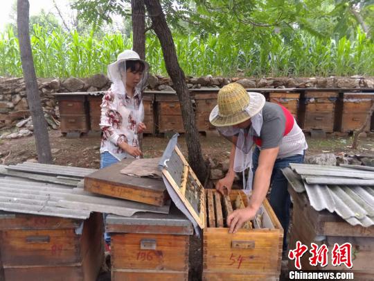 7月底，已經過了蜜蜂生產蜂蜜的集中期，蜂巢上的封蓋蜜并不多?！　№n章云 攝