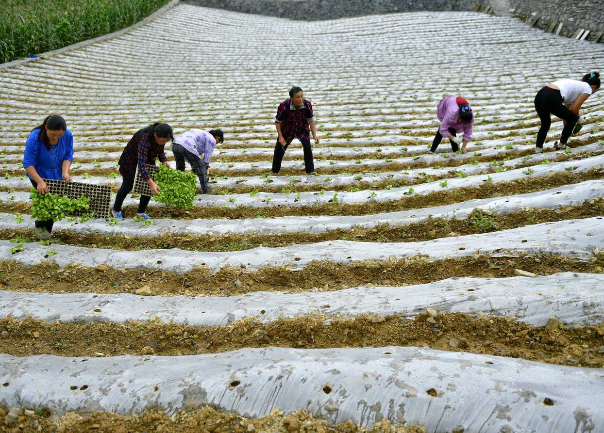 湖北恩施：高山蔬菜助農(nóng)增收脫貧