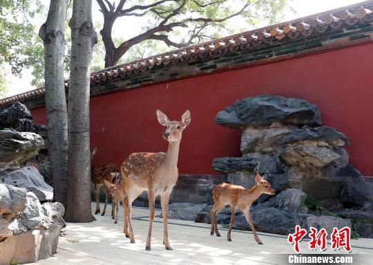 慈寧宮圈養來自避暑山莊的活鹿 杜洋 攝