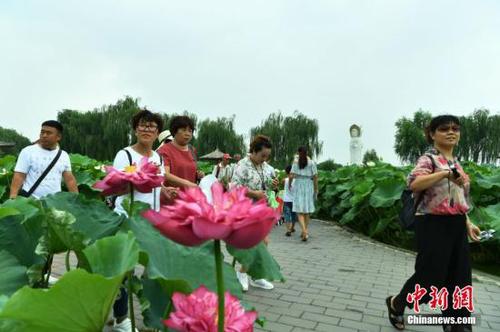 8月2日，位于雄安新區的“華北明珠”白洋淀游人如織。據了解，目前正值白洋淀最美季節，淀內葦綠荷紅，360余種中外荷花吸引著各地的游客。圖為游客在白洋淀荷花大觀園賞荷。<a target='_blank' href='http://www.chinanews.com/'>中新社</a>記者 翟羽佳 攝