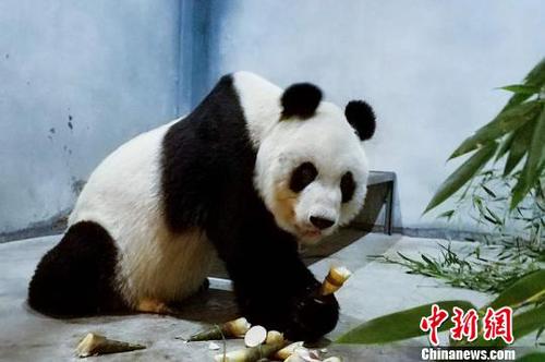 圖為大熊貓健康及營養狀況正在恢復。西安秦嶺野生動物園供圖