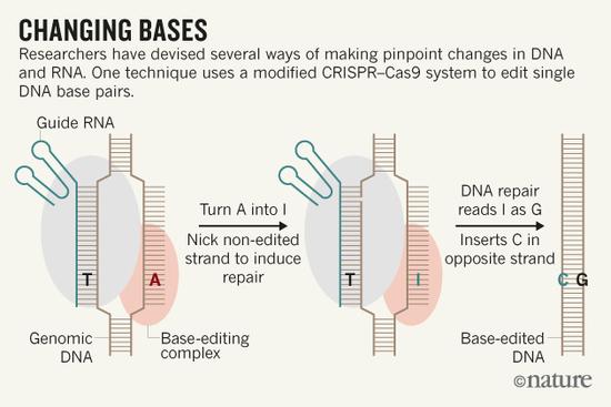 新基因編輯工具 能糾正DNA中的拼寫錯誤