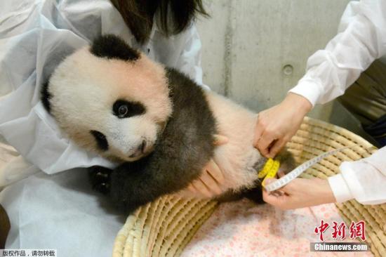 當地時間2017年10月10日，日本東京，旅日大熊貓“香香”在東京上野野生動物園進行健康檢查。“香香”緊抱住工作人員，萌態十足。