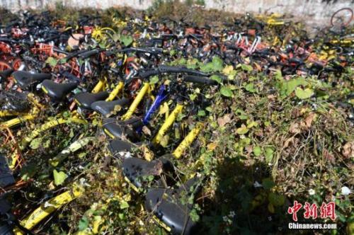 資料圖：數百輛共享單車被荒草“掩埋”。<a target='_blank' href='http://www.chinanews.com/'>中新社</a>記者 任東 攝