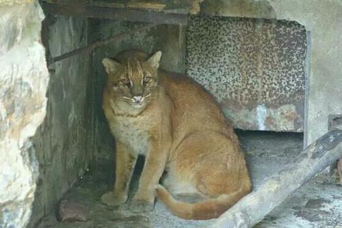 網友稱最后一只動物園里的華南金貓去世