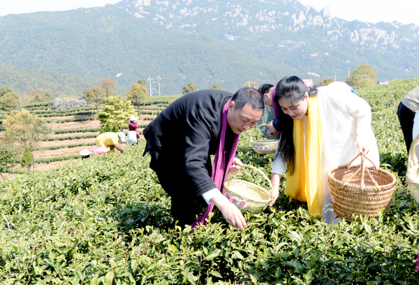 8頭採節上茶產業種植龍頭企業在太姥山下茶園采摘