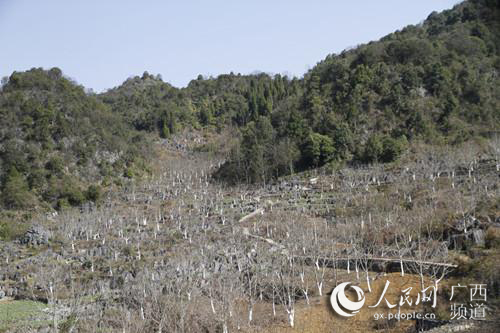 種在大石山區(qū)里的核桃