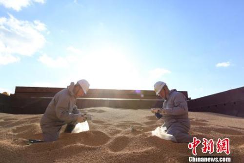 資料圖：遼寧大窯灣檢驗(yàn)檢疫局工作人員對(duì)進(jìn)口大豆進(jìn)行查驗(yàn)?！￠Z善友 攝