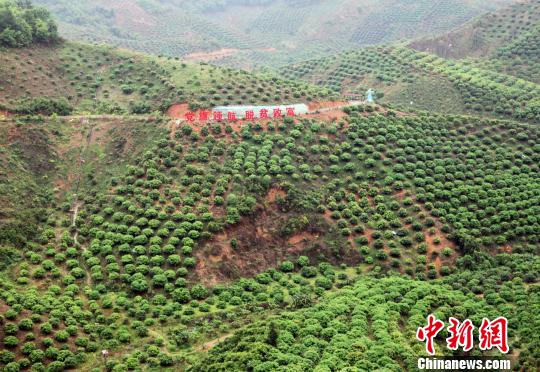 圖為百色市右江區(qū)永樂鎮(zhèn)芒果種植示范區(qū)一角。　楊志雄 攝