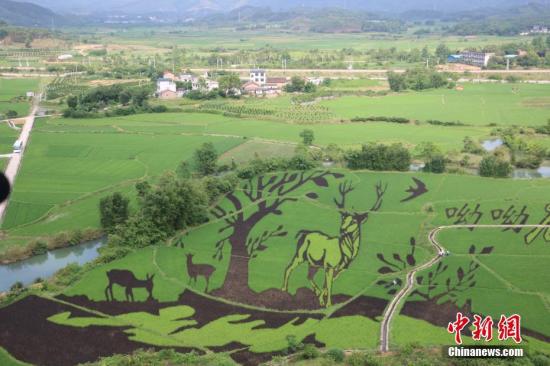 資料圖：廣西鹿寨縣通過創意農業豐富傳統鄉村旅游，實現農業高收益，促進農民增加收入，圖為該縣種出的3D彩色水稻畫。林馨 攝

