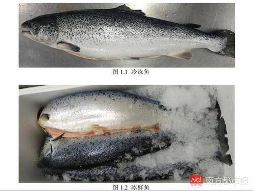 冷凍、冰鮮三文魚（來源：《生食三文魚》編制說明）.jpg