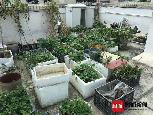 住戶屋頂種菜澆糞施肥散發惡臭 樓下住戶崩潰了