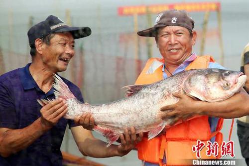 好大的魚。　陳新　攝