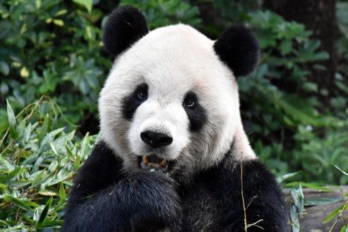 團團：你在看我嗎？臺灣《聯合報》/臺北市立動物園供圖