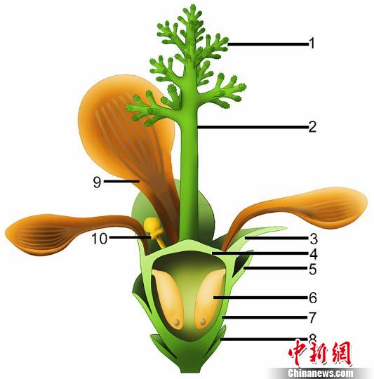 中外科學(xué)家發(fā)現(xiàn)侏羅紀早期“南京花”為迄今最古老花朵