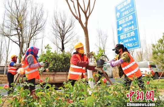 北京世園會將于4月底在延慶揭幕。圖為由延慶園藝產業園供應的月季花苗被栽植到園區南路綠化帶兩側。延慶區供圖